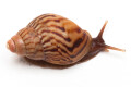 Lissachatina zanzibarica typ 2 juvenil